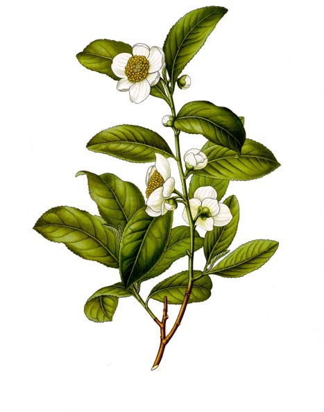 Camellia Sinensis - Thé Vert a la Menthe Bio (Dunes du Sahara) 50g